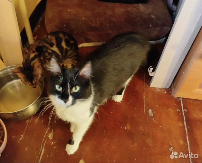 Скромная и благодарная кошечка ищет дом