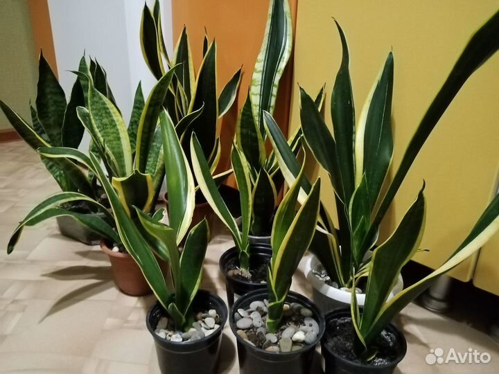 Сансивиерия блек голд