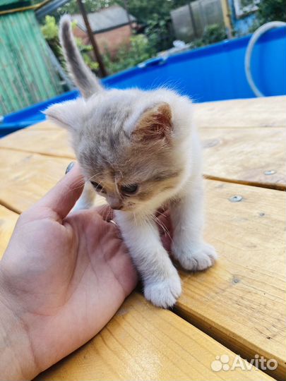 Кошечка в добрые руки