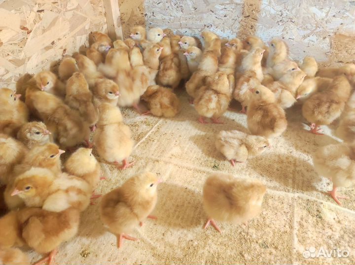 Цыпленок Ломан Браун