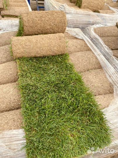 Рулонный газон