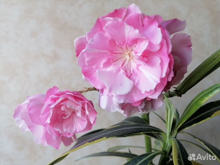 Олеандр ароматный махровый и др. пестролистные