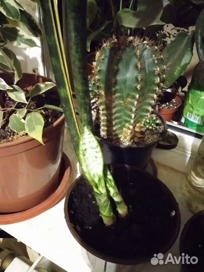 Сансевиерия лауренти