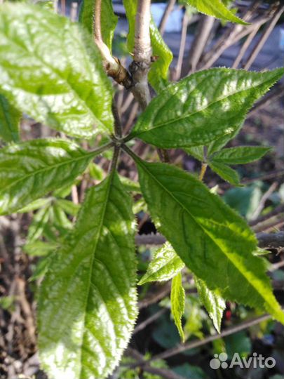 Элеутерококк - саженцы 3х- летки