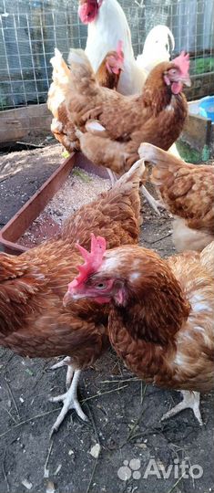 Куры несушки