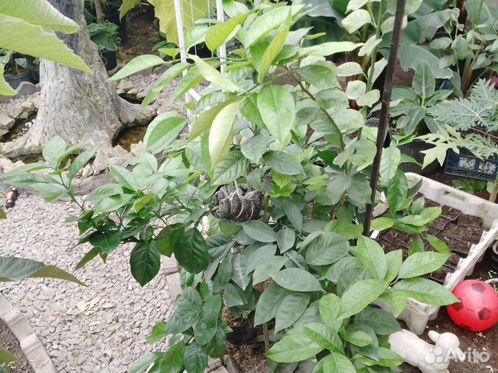 Черенки цитрусовых (можно с прививкой)