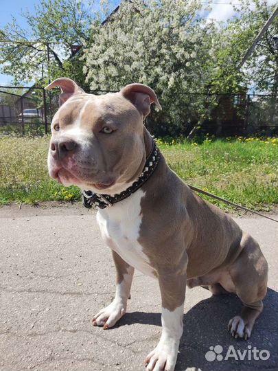 Американский Булли (вязка)