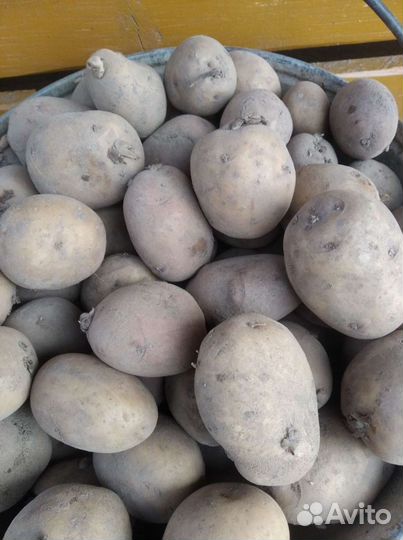 Картофель