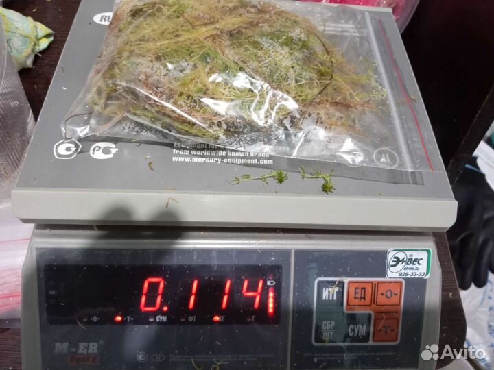 Мох сфагнум