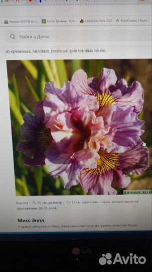 Хоста, лилейники, ирисы