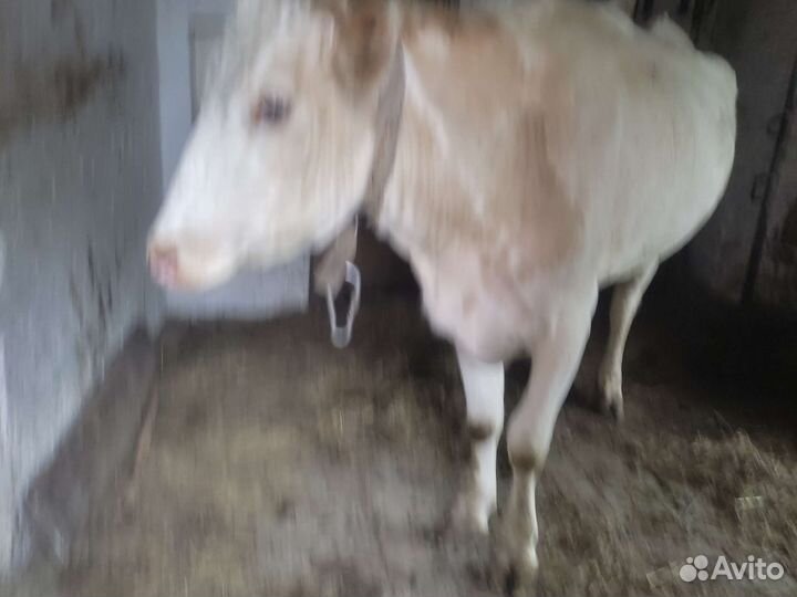 Корова хорошая дойная