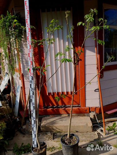 Грецкий орех саженцы