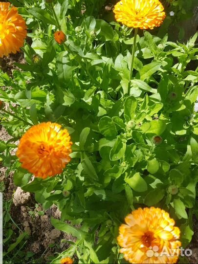 Календула семена