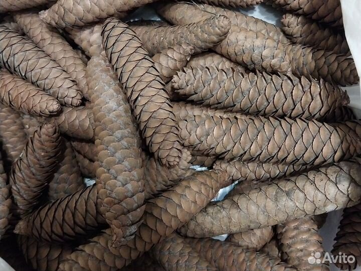 Шишки еловые