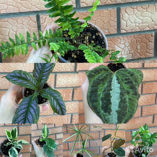 Комнатные цветы