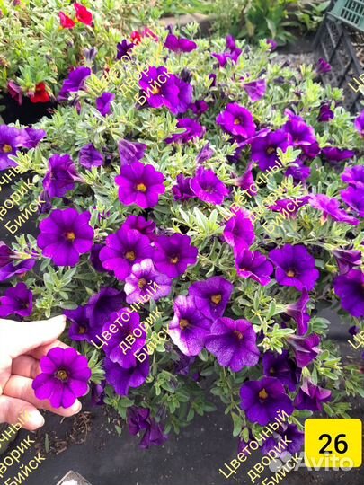 Рассада. Цветы