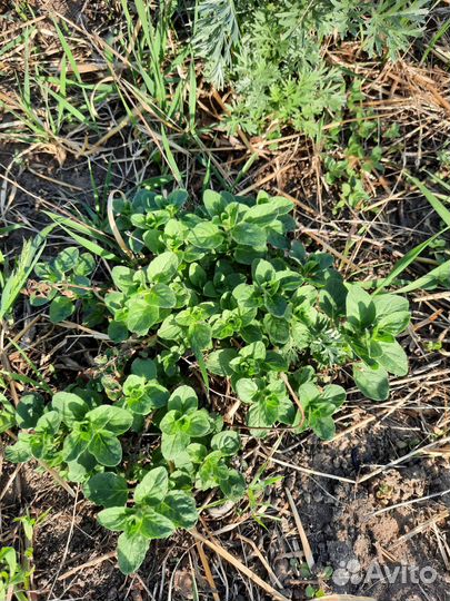 Рассада Душицы (Орегано)