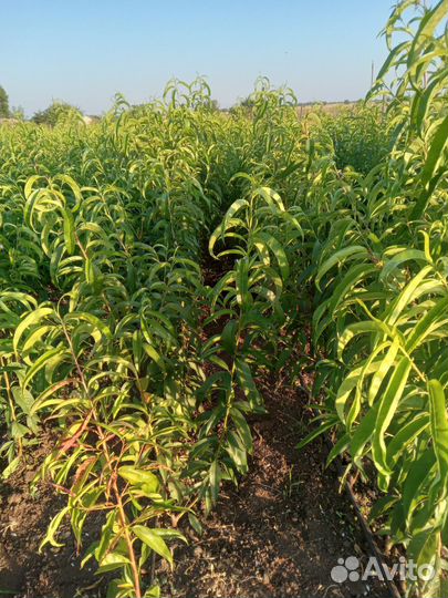 Саженцы персика оптом