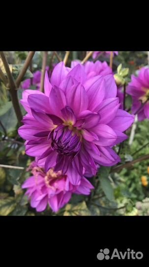 Георгины корни