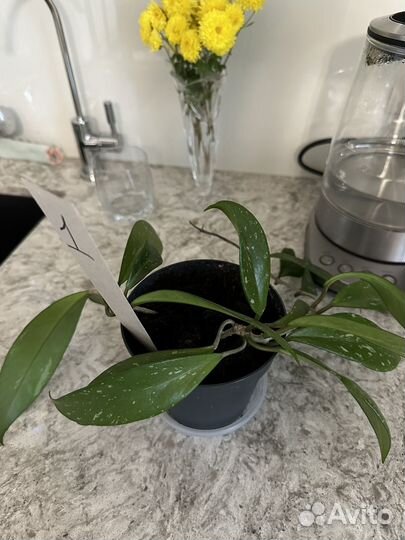 Хойя Pubicalyx Red Button