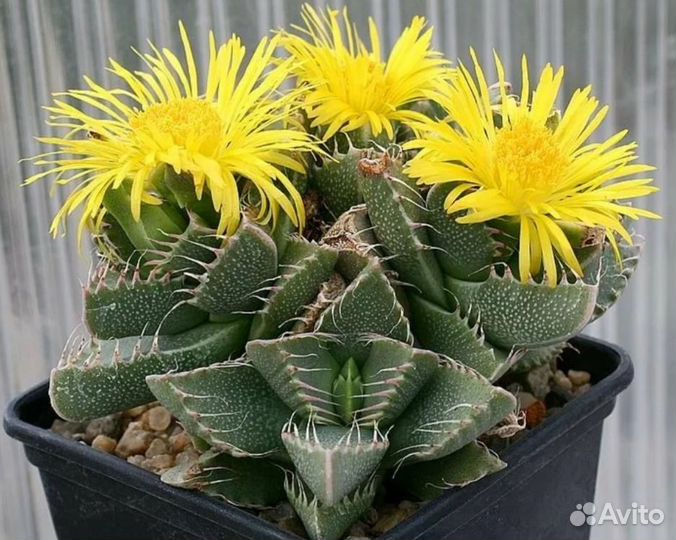 Комнатные растения цветы Суккуленты