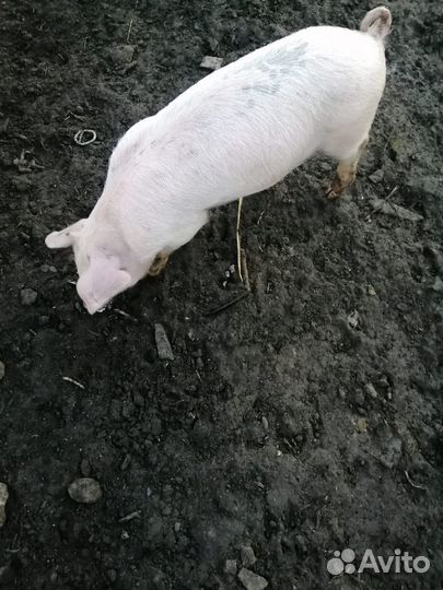 Поросенок ландрас