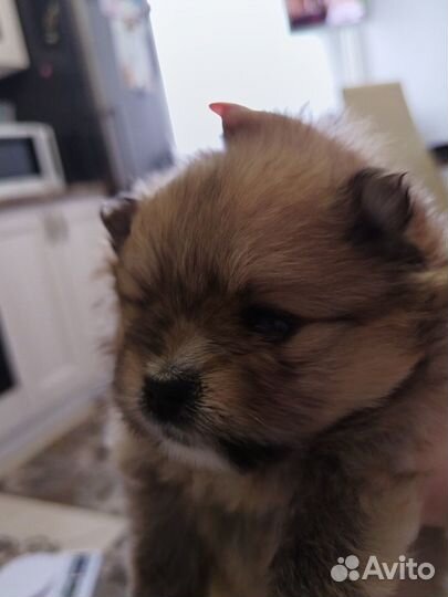 Продам щенков