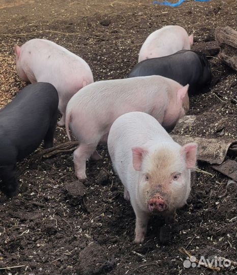 Вьетнамские вислобрюхие поросята