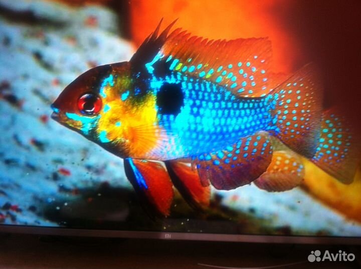 Продам Аквариумных Рыбок. Свое разведение
