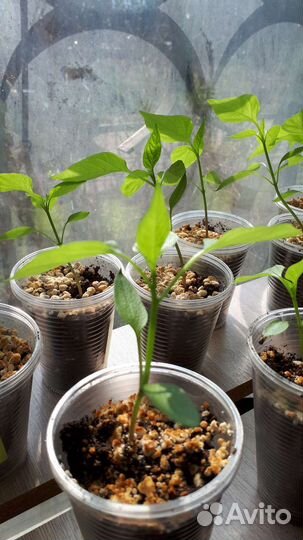 Рассада сладкого перца