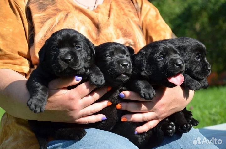 Черные щенки Лабрадора