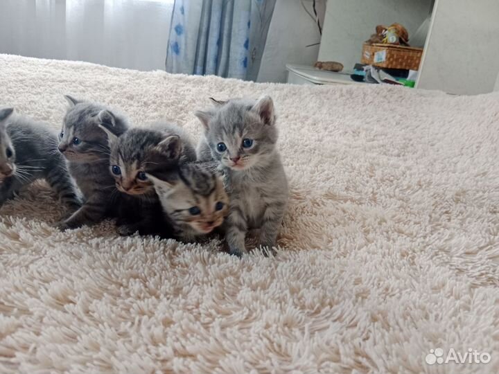 Котята