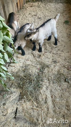 Альпийские козлята