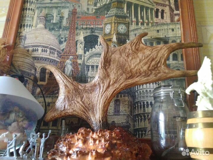 Рога лося на красивейшем капе