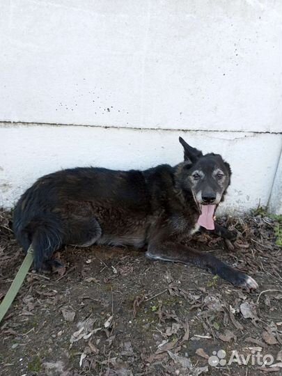 Спасите старую собаку из приюта