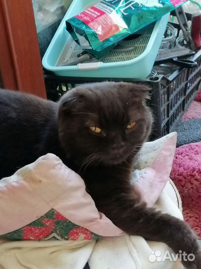 Кошка