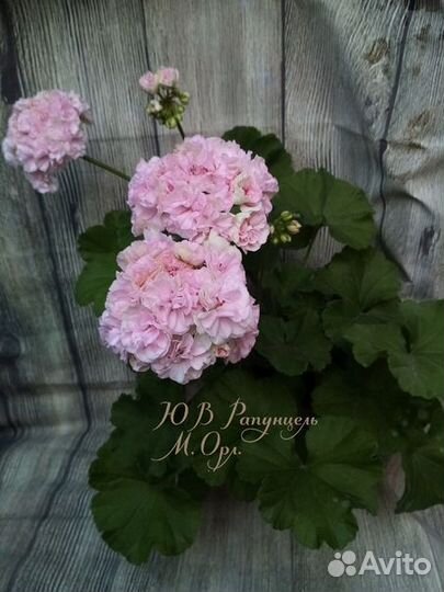 Сортовые розебундные и крупно цветковые герани