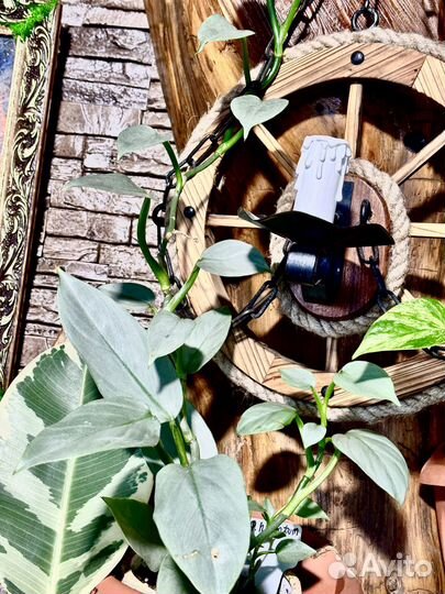 Филодендрон хастатум