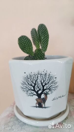 Кактус опунция