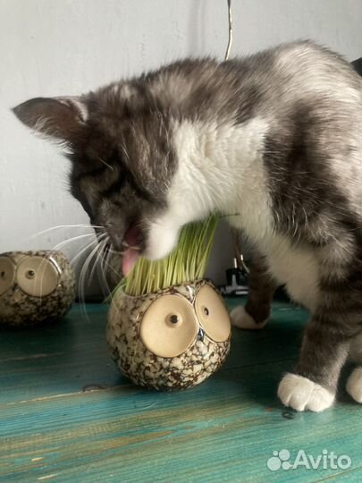 Кошачья трава