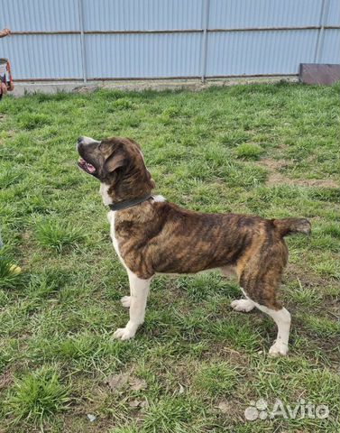 Отдаю метиса алабая Зайчика в дар