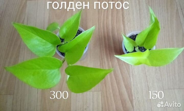 Сциндапсусы и эпипремнумы