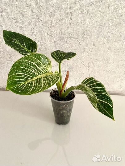 Филодендрон Биркин