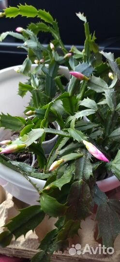 Декабрист шлюмбергера