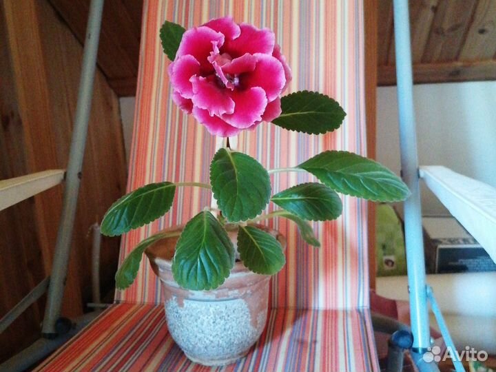 Комнатные цветы (невеста, клеродендрум и др.)