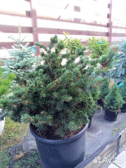 Ель колючая Лаки страйк