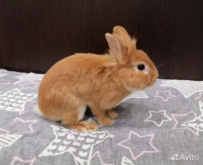 Декоративные кролики