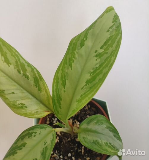 Аглаонема Сильвер Бей