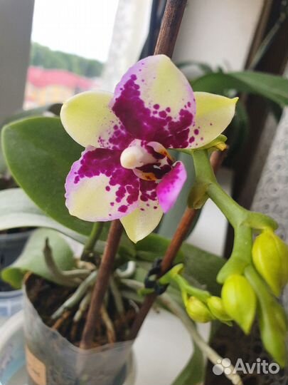 Фаленопсис орхидея