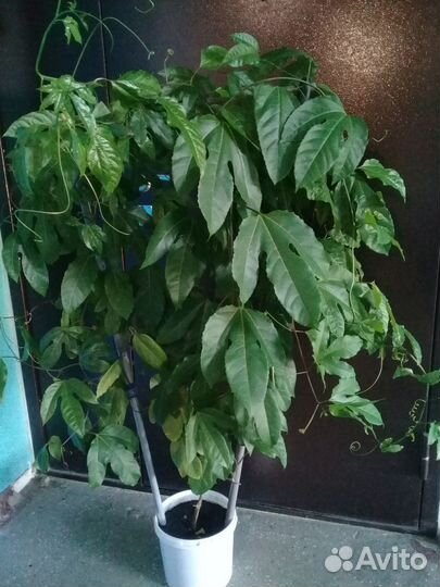 Пасстфлора до 2 м на стойке